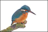 eis1 Eisvogel bearbeitet